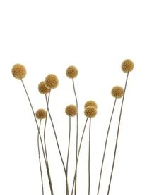 Butlers Trockenblumen Craspedia, Gelb 7 Butlers Trockenblumen Craspedia, Gelb – Bild 5