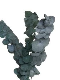 Butlers Blumenstrauß Flower Market Aus Trockenblumen 7 Butlers Blumenstrauß Flower Market Aus Trockenblumen – Bild 5