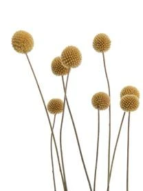 Butlers Blumenstrauß Flower Market Aus Trockenblumen 8 Butlers Blumenstrauß Flower Market Aus Trockenblumen – Bild 6